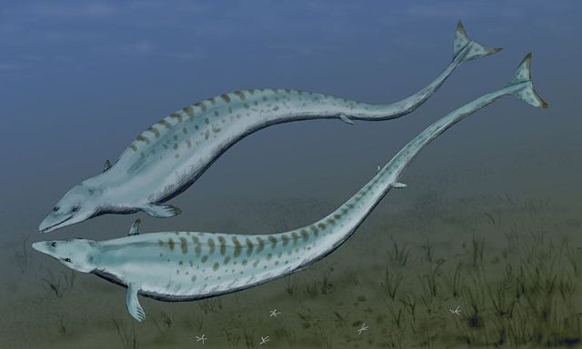 Image:Basilosaurus BW.jpg