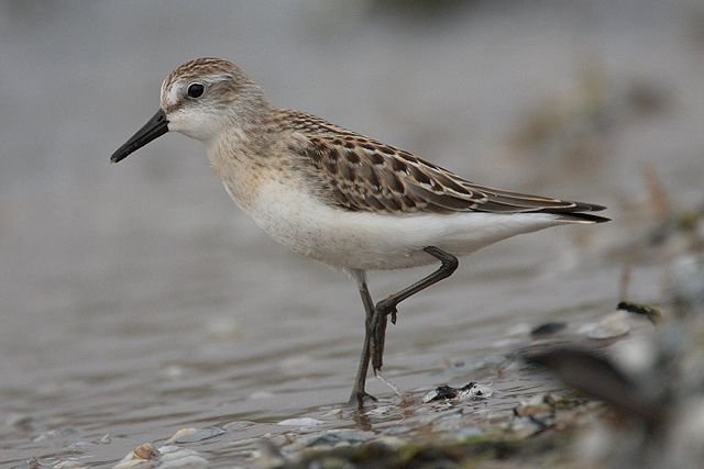 Image:Calidris-pusilla-001.jpg