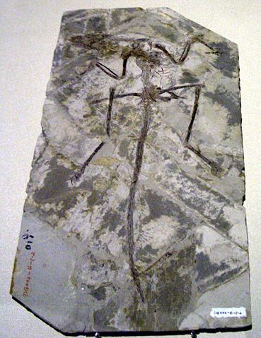 Image:Microraptor zhaoianus.JPG