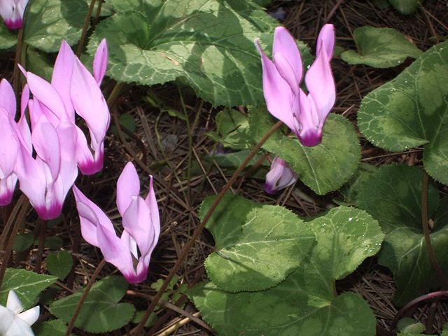 Image:Wild cyclamens.jpg