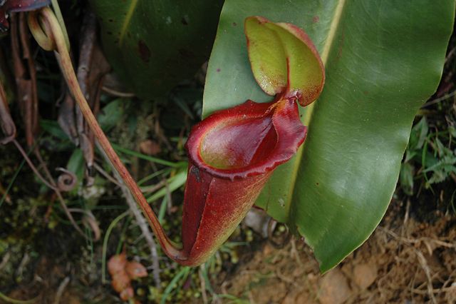 Image:Kinabalu Mesilau N. rajah upper pitcher 3.jpg