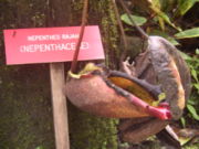 Plant on display at the Kinabalu "Mountain Garden"