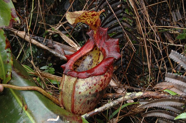 Image:Kinabalu N.× alisaputrana 10.jpg