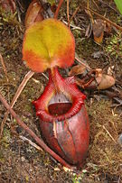 Nepenthes × kinabaluensis