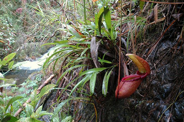 Image:Kinabalu water fall N. rajah 11.JPG