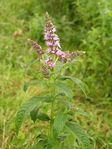 Image:Mentha longifolia 2005.08.02 09.53.56.jpg