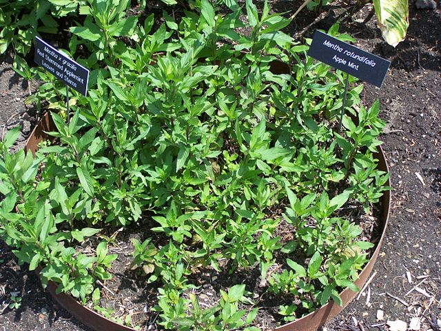 Image:Mentha gracilis and rotundifolia MN 2007.JPG