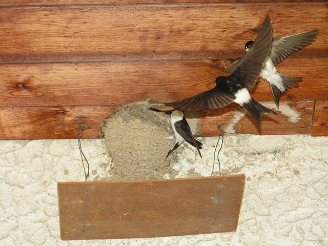 Image:Hirundo rustica (Adrian Benko).jpg