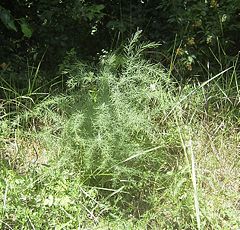 Wild Asparagus in Austria