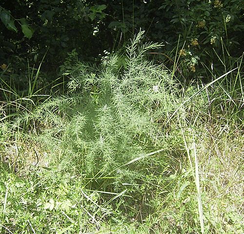 Image:AsparagusOfficinalisWild.jpg