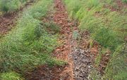 Asparagus in Mildura, Victoria, Australia