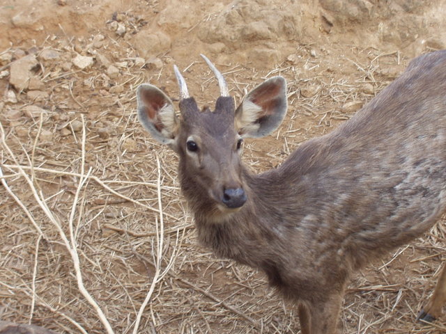 Image:Sambar chennai.jpg