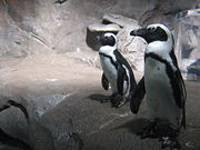 African Penguins at the Georgia Aquarium, Atlanta.