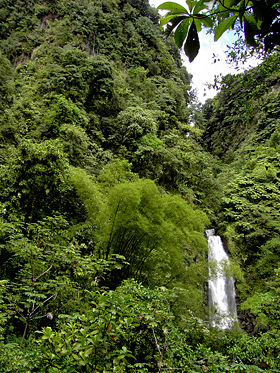 Rainforest at the Trafalgar Falls