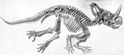 Monoclonius skeleton.