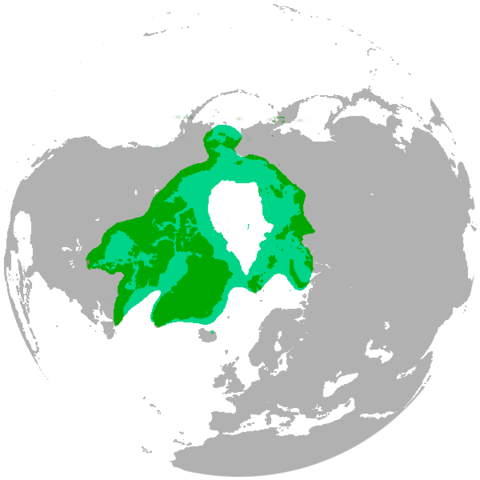 Image:Polar bear range map.png