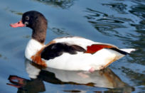 Female Common Shelduck