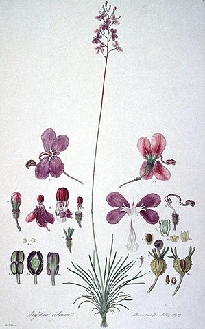 Image:Stylidiumviolaceum print.jpg