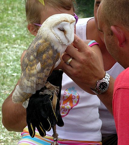 Image:Barn owl arp.jpg