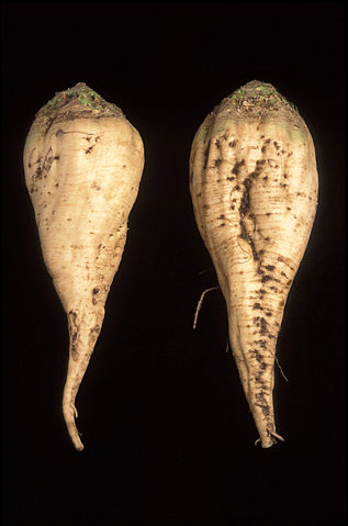 Image:SugarBeet.jpg