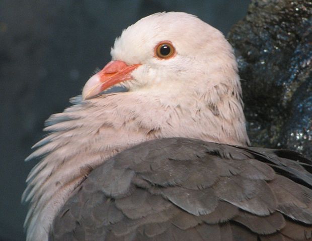 Image:Pink Pigeon Image 004.jpg
