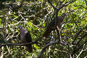 Pair of Pink Pigeons