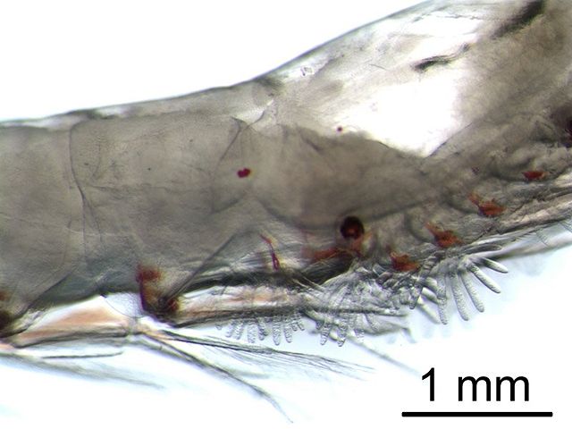 Image:Euphausia gills.jpg