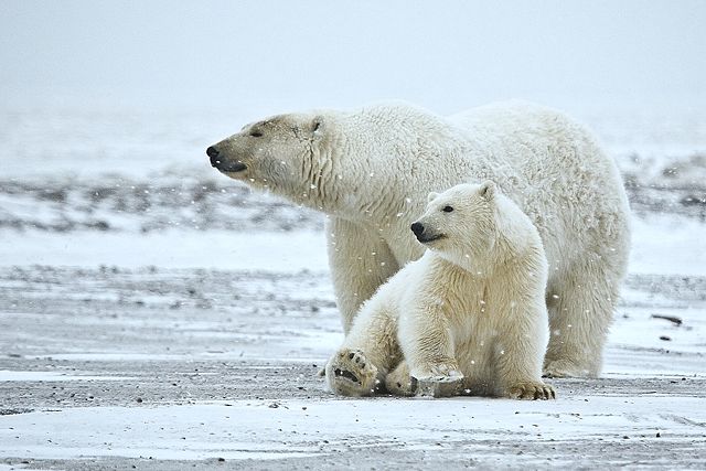 Image:Polar Bear ANWR 1.jpg