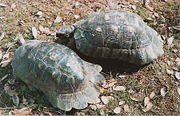 Greek (left) and Sardinian Marginated Tortoises.
