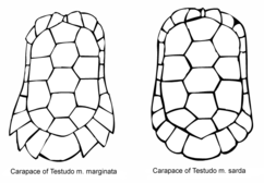 Carapace shapes of Greek (left) and Sardinian Marginated Tortoises.