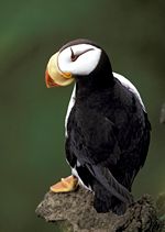 Horned Puffin (F. corniculata).