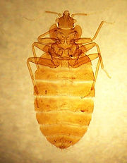 Slide of Cimex lectularius