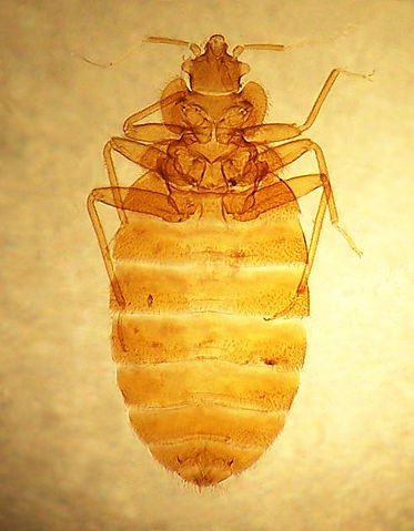 Image:Cimex lectularius 3.jpg