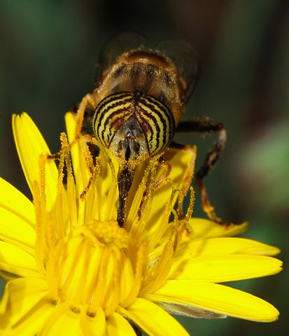 Image:Eristalinus October 2007-6.jpg