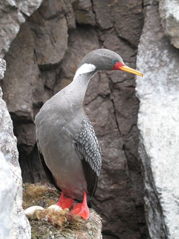 Image:Cormoran gris en Puesto del japones.jpg