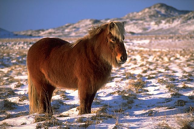 Image:IcelandicHorseInWinter.jpg