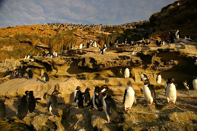 Image:Rockhopper-Colony.jpg