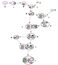 Some of the pathways by which the various endosymbionts might have arisen.