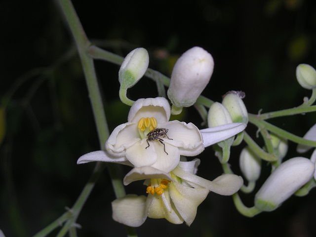 Image:Moringa Oleifera.jpg