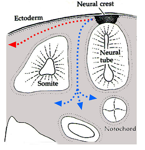 Image:Neuralcrestroute.jpg