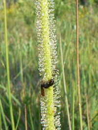 Part of leaf of wild D. filiformis var. tracyi, with captured insect