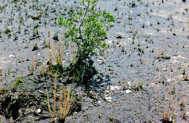 Image:Drosera filiformis, NJ.jpg