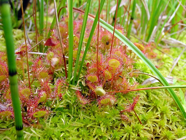 Image:Drosera rotundifolia habitat.jpg