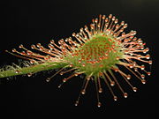 Leaf of the common sundew, Drosera rotundifolia