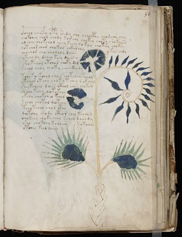 Image:DroseraVoynichManuscriptF56r.jpg