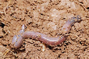 Common earthworm