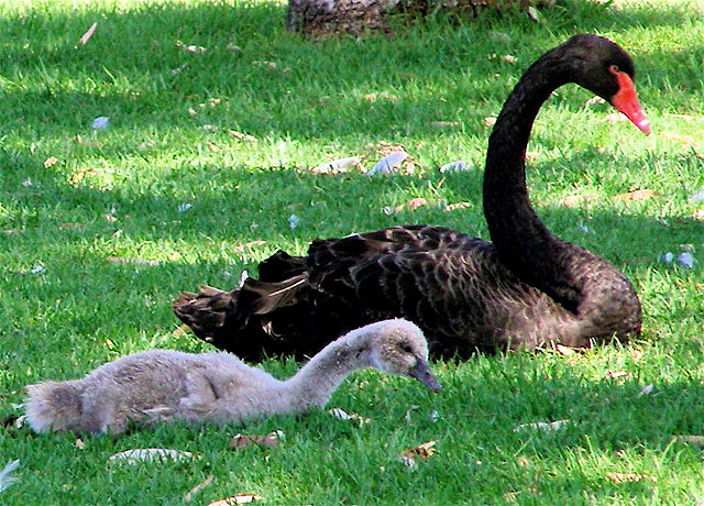 Image:Black Swan and Cygnet.jpg