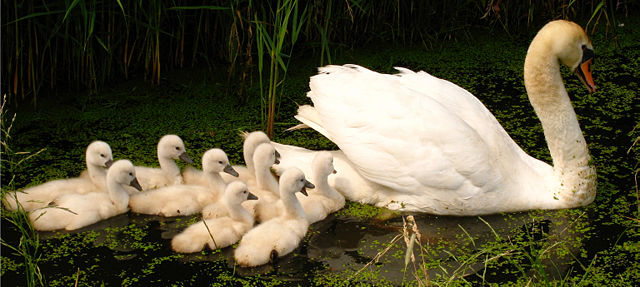 Image:Swan with nine cygnets 3.jpg