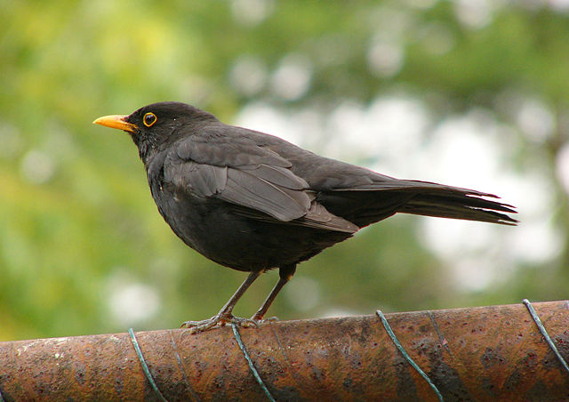 Image:Blackbird 2.jpg