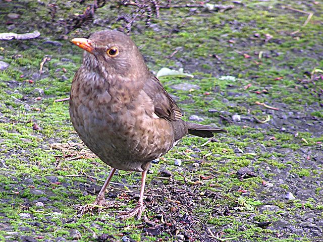 Image:Female Blackbird.jpg